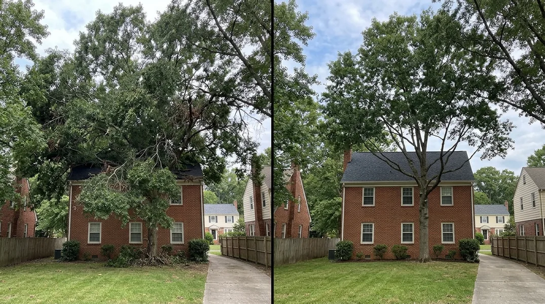 Result tree service in Richmond - Richmond Tree Service
